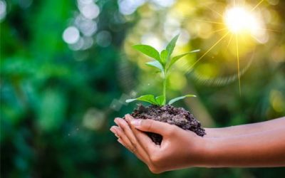 Some Alternatives to Harsh Chemical Additives